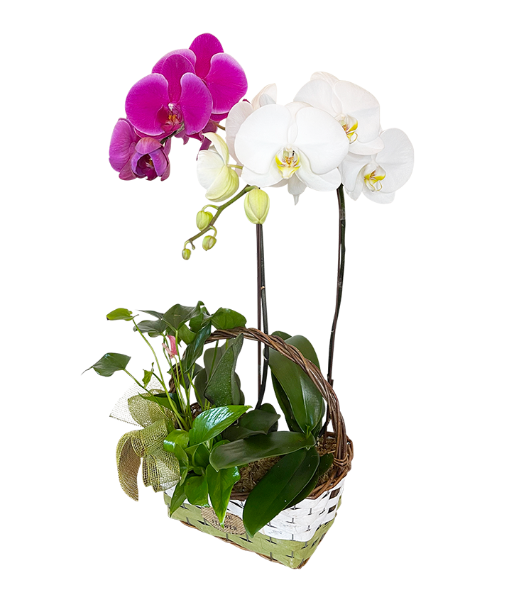 Twin Phalaenopsis (Purple & White Orchid) Basket