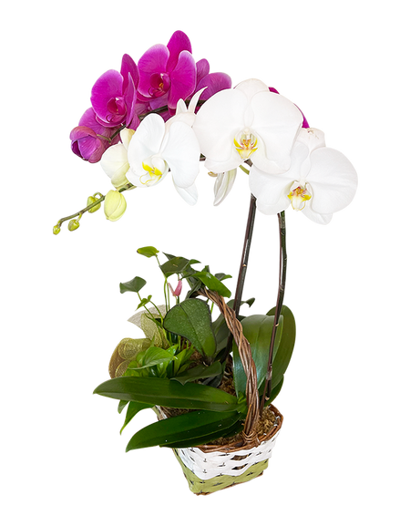 Twin Phalaenopsis (Purple & White Orchid) Basket