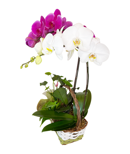 Twin Phalaenopsis (Purple & White Orchid) Basket