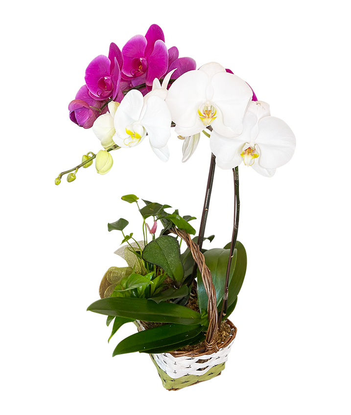 Twin Phalaenopsis (Purple & White Orchid) Basket