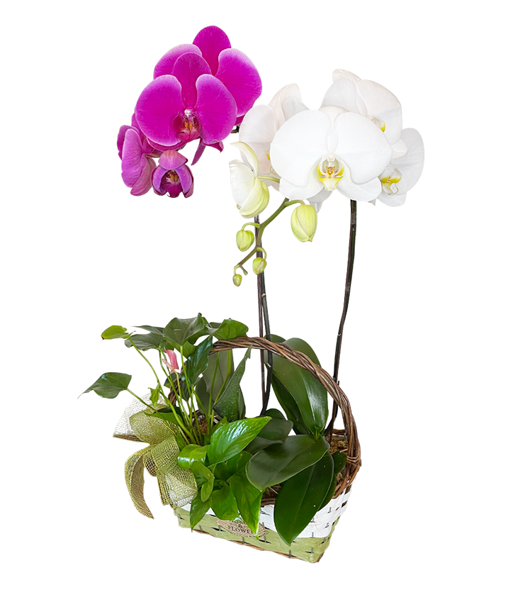 Twin Phalaenopsis (Purple & White Orchid) Basket