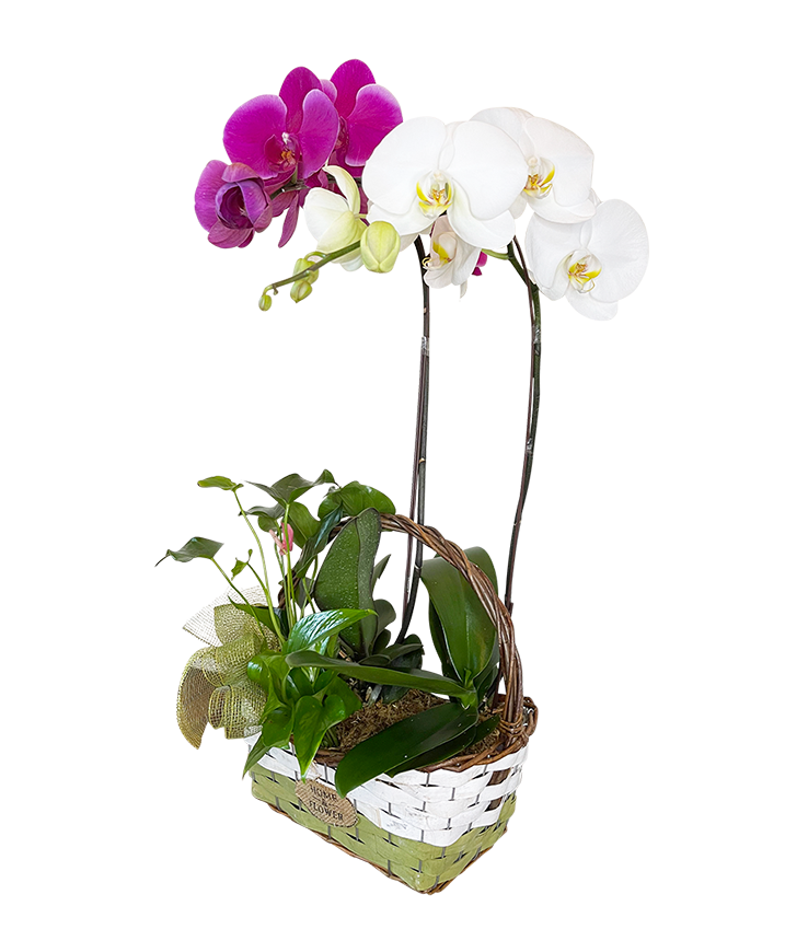 Twin Phalaenopsis (Purple & White Orchid) Basket