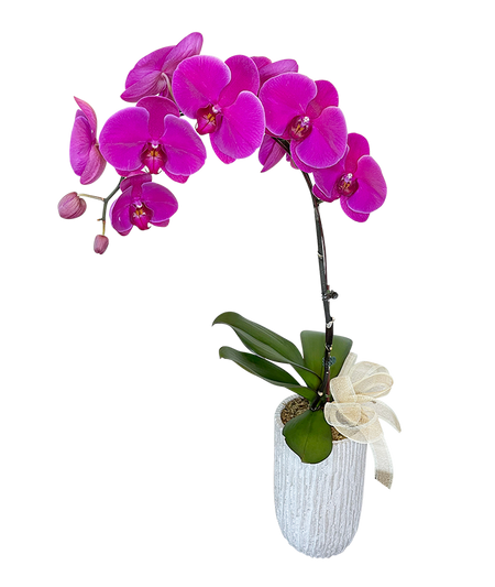 Single Purple Phalaenopsis Orchid in Tall ceramic vase