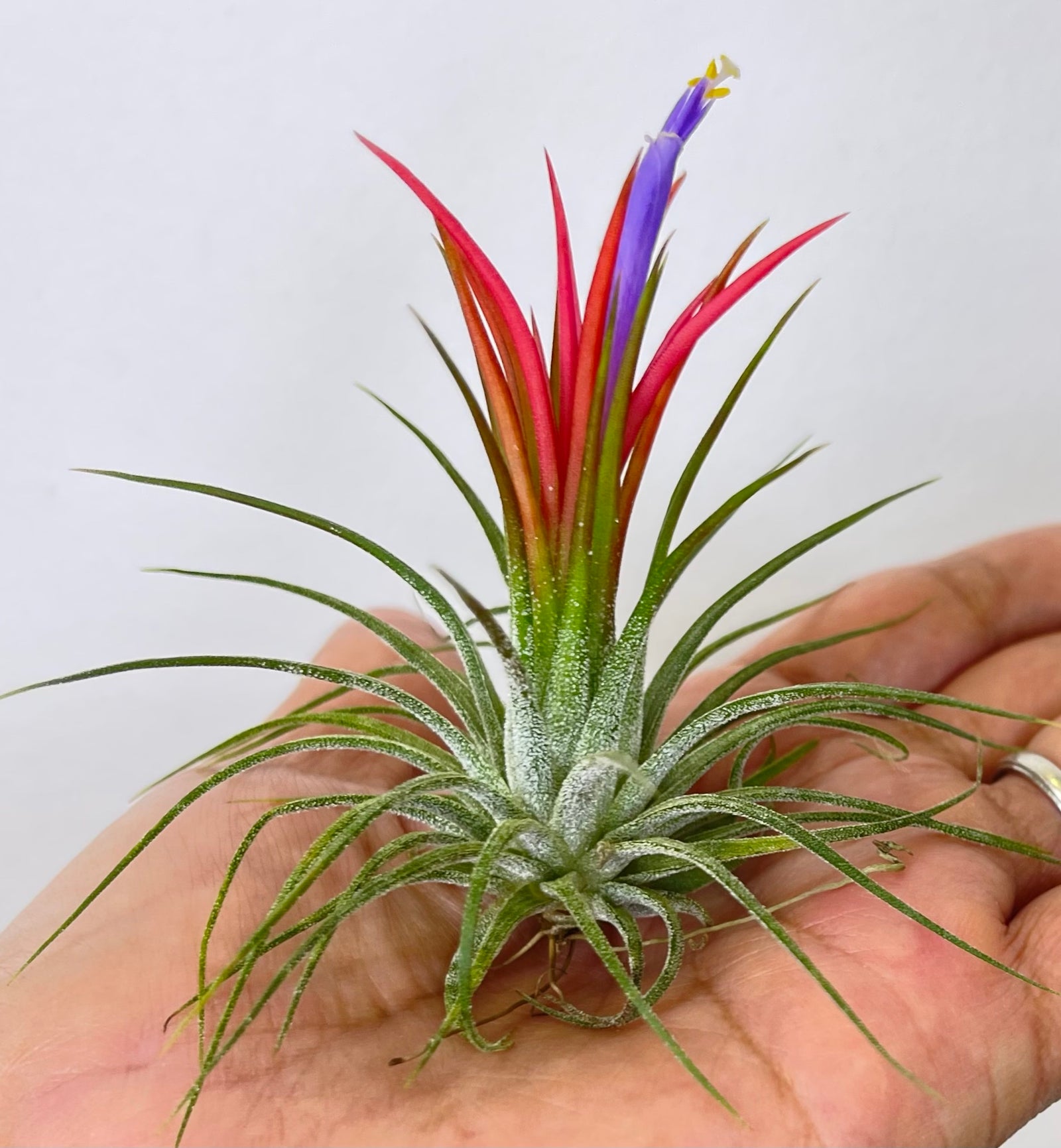 Rainbow Tillandsia On Wood