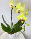 Single Yellow Phalaenopsis Orchid in round ceramic pot