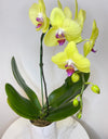 Single Yellow Phalaenopsis Orchid in round ceramic pot