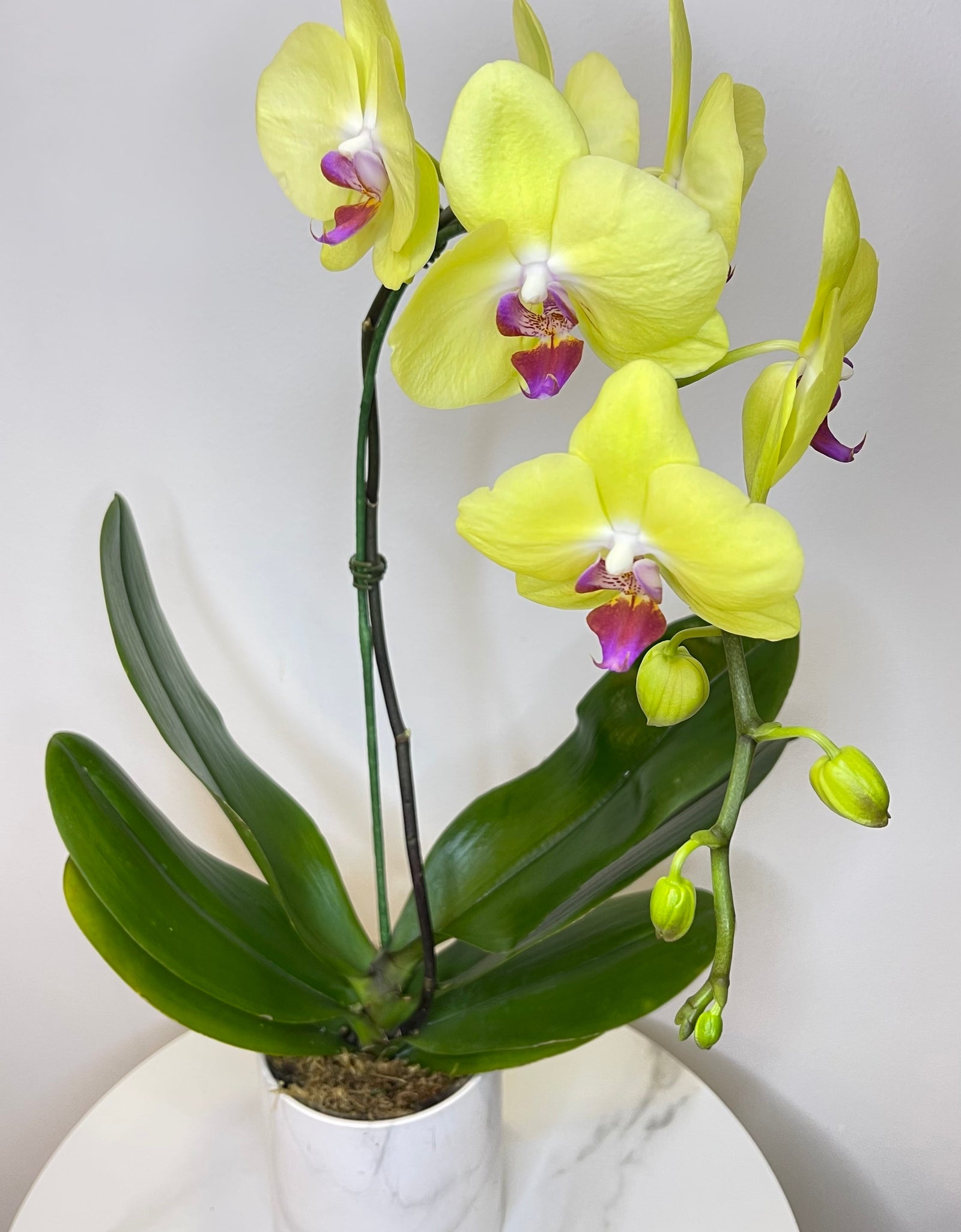 Single Yellow Phalaenopsis Orchid