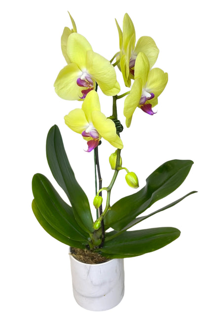 Single Yellow Phalaenopsis Orchid
