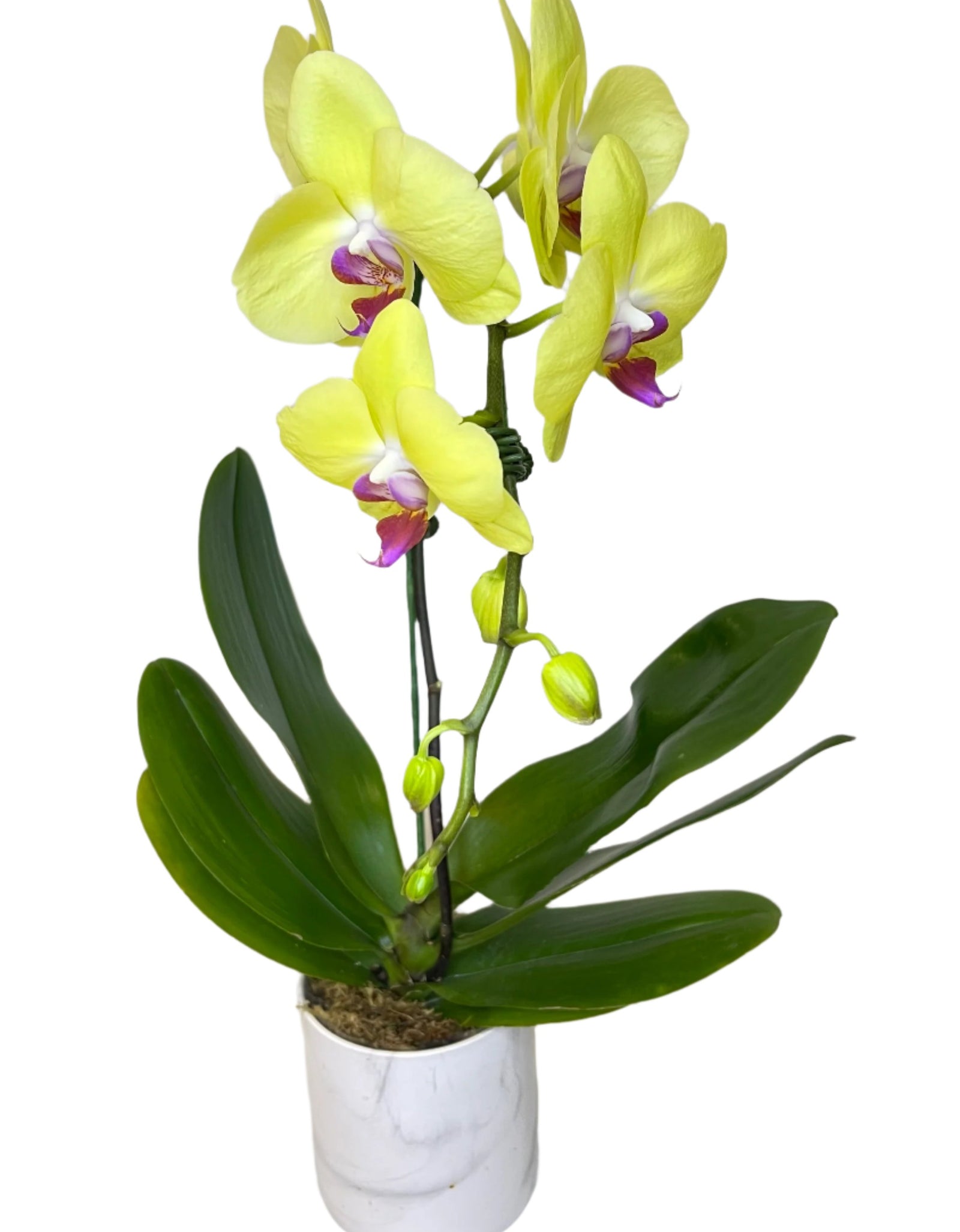 Single Yellow Phalaenopsis Orchid