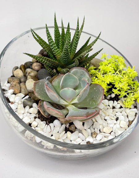 Mini Terrarium Garden