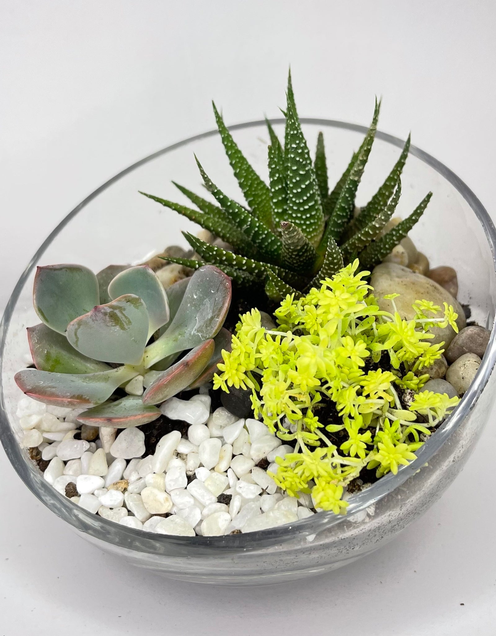Mini Terrarium Garden