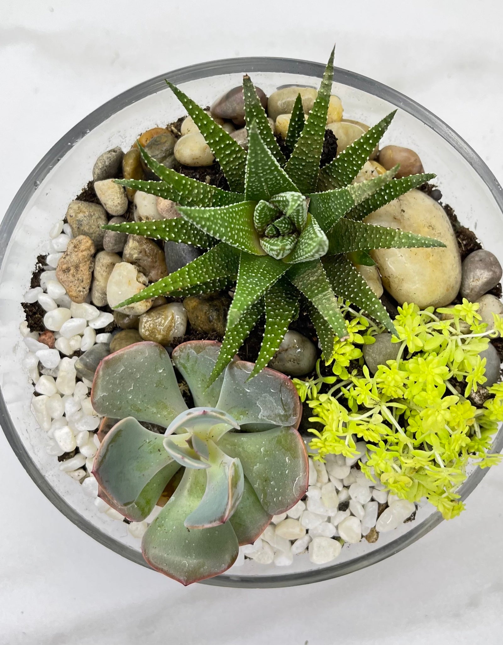 Mini Terrarium Garden
