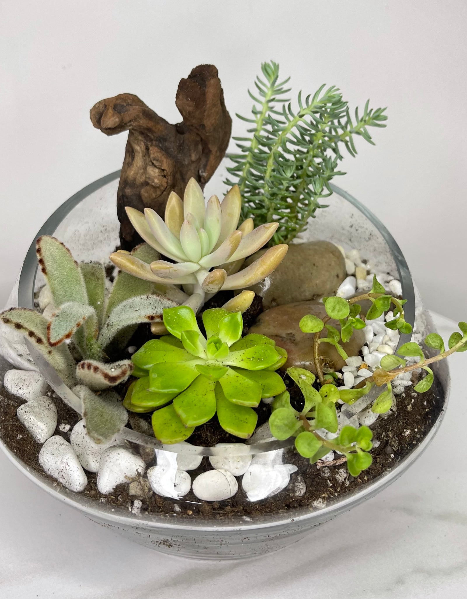 Contemporary Modern Terrarium 04
