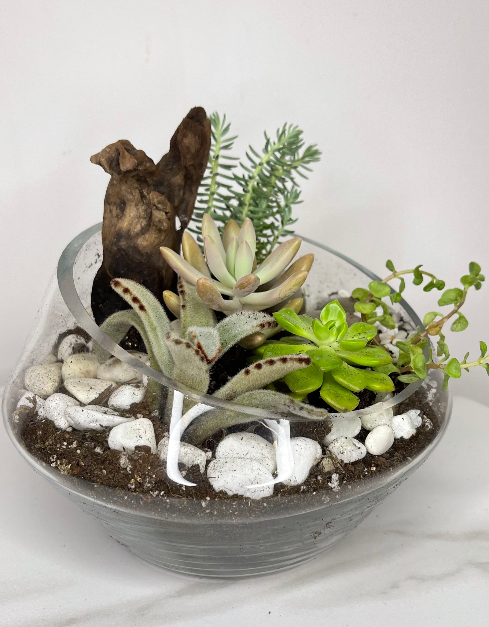 Contemporary Modern Terrarium 04