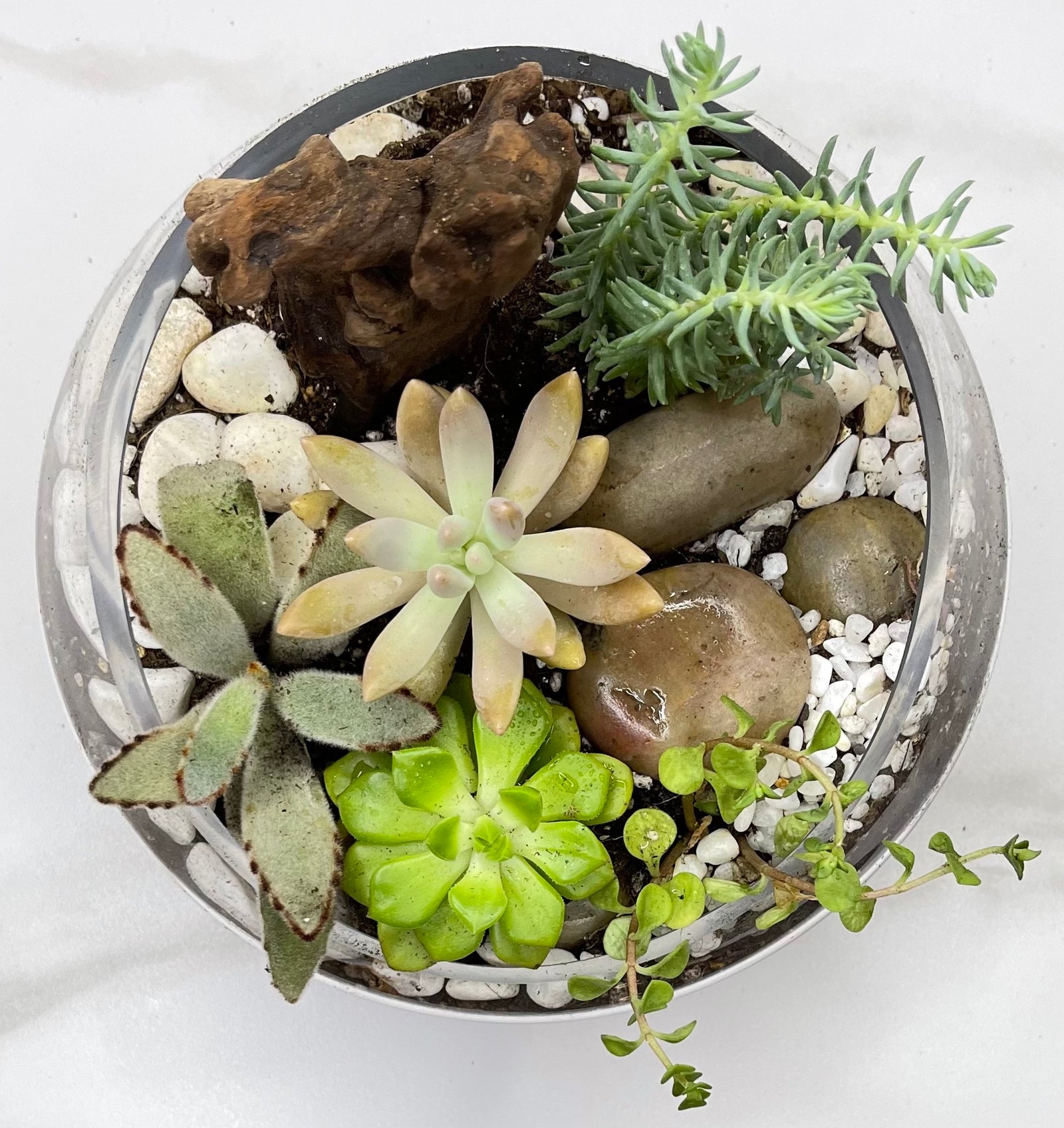 Contemporary Modern Terrarium 04