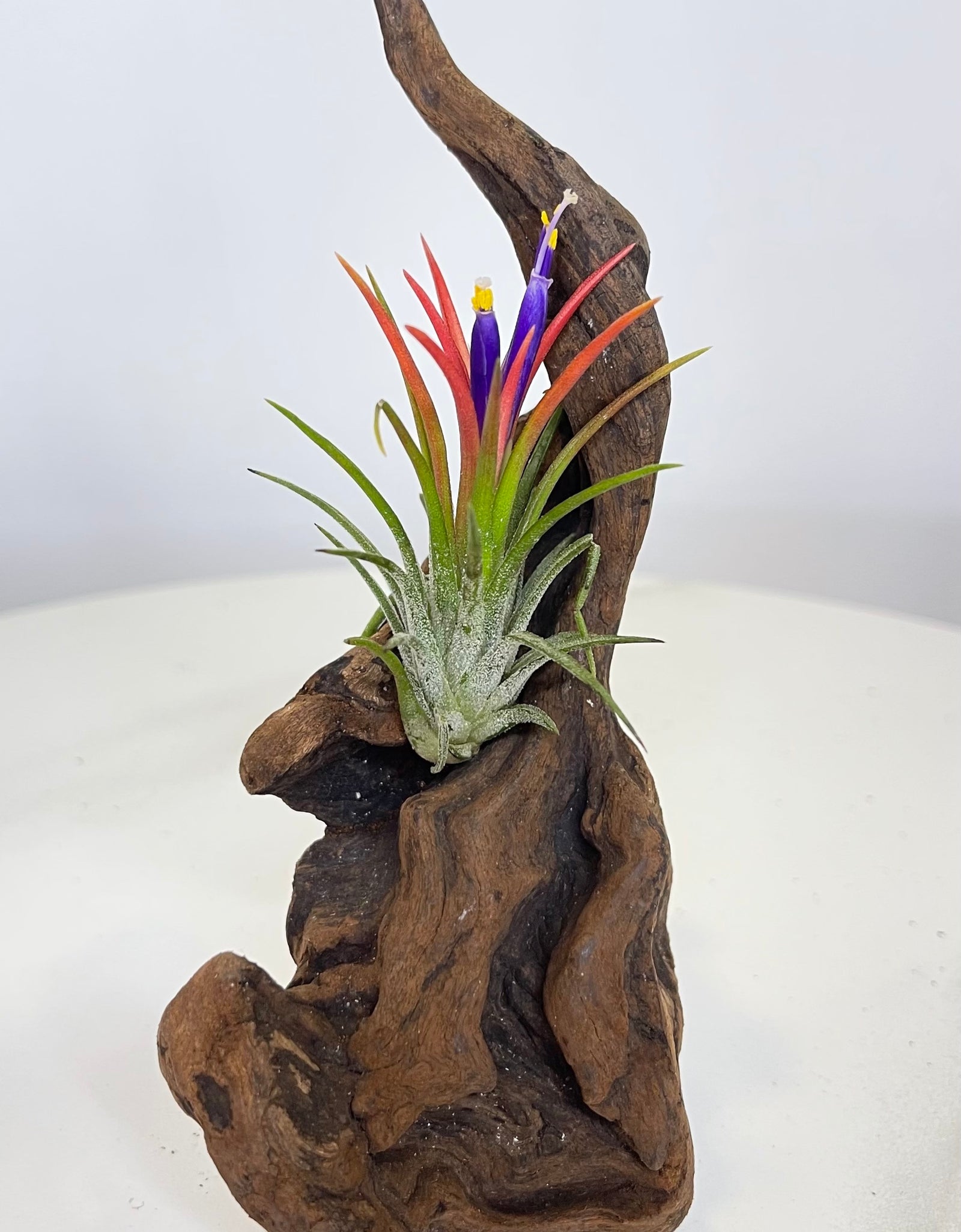 Rainbow Tillandsia On Wood