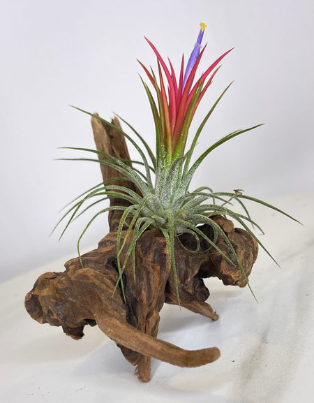 Rainbow Tillandsia On Wood