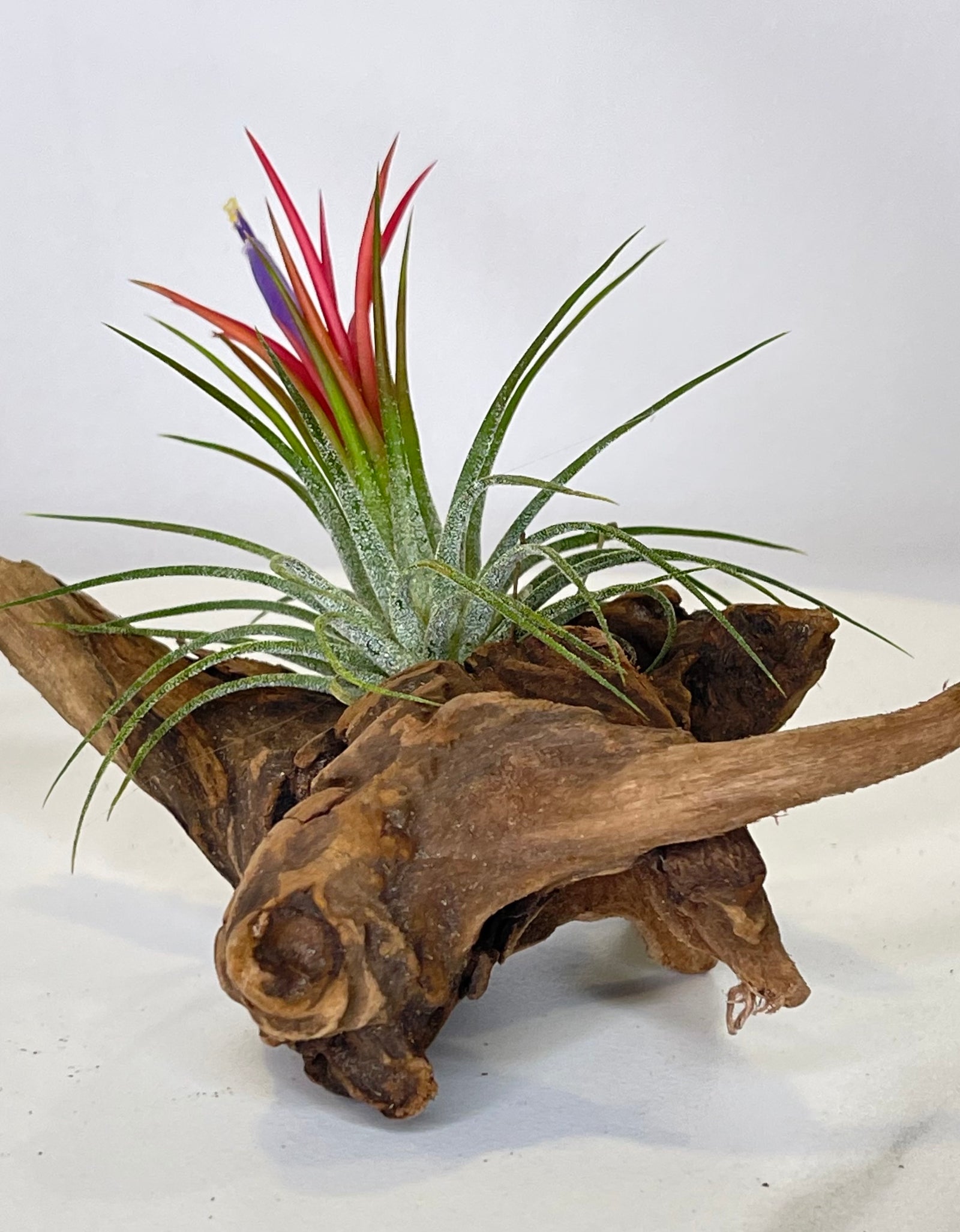 Rainbow Tillandsia On Wood
