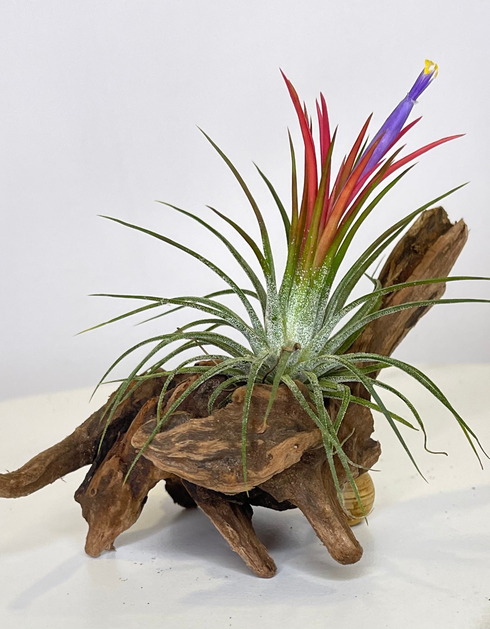 Rainbow Tillandsia On Wood