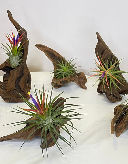 Rainbow Tillandsia On Wood