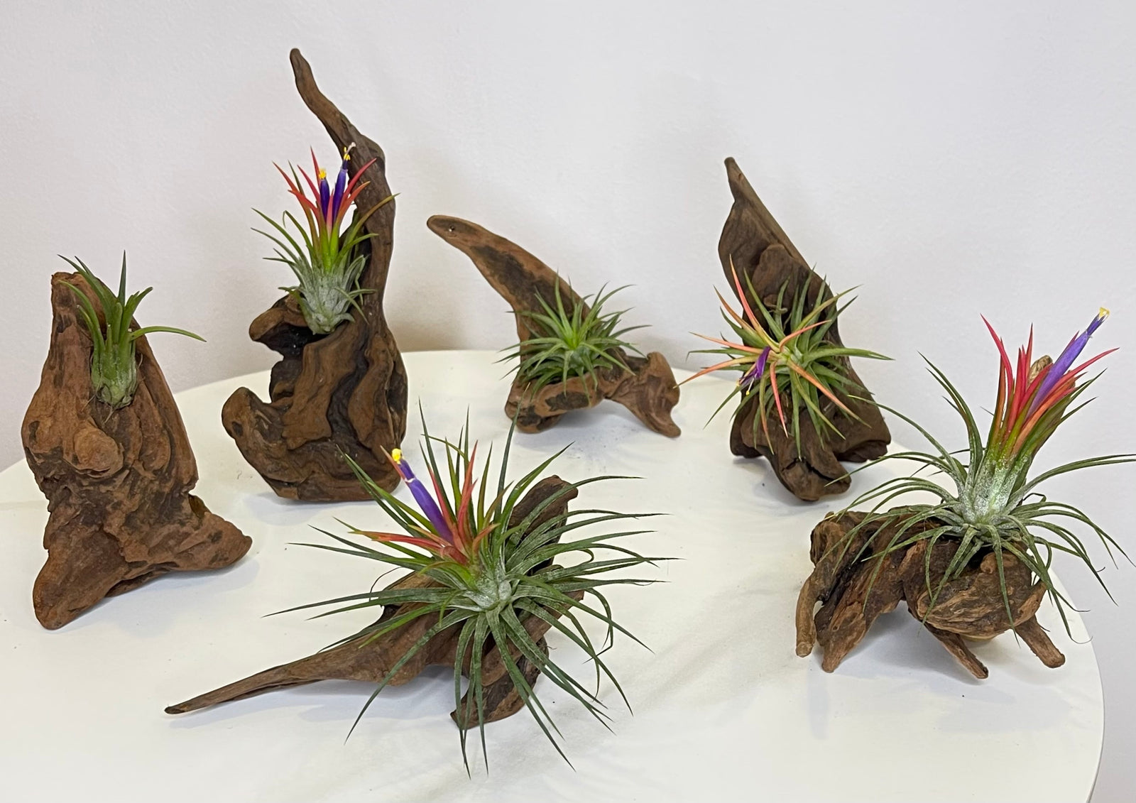 Rainbow Tillandsia On Wood