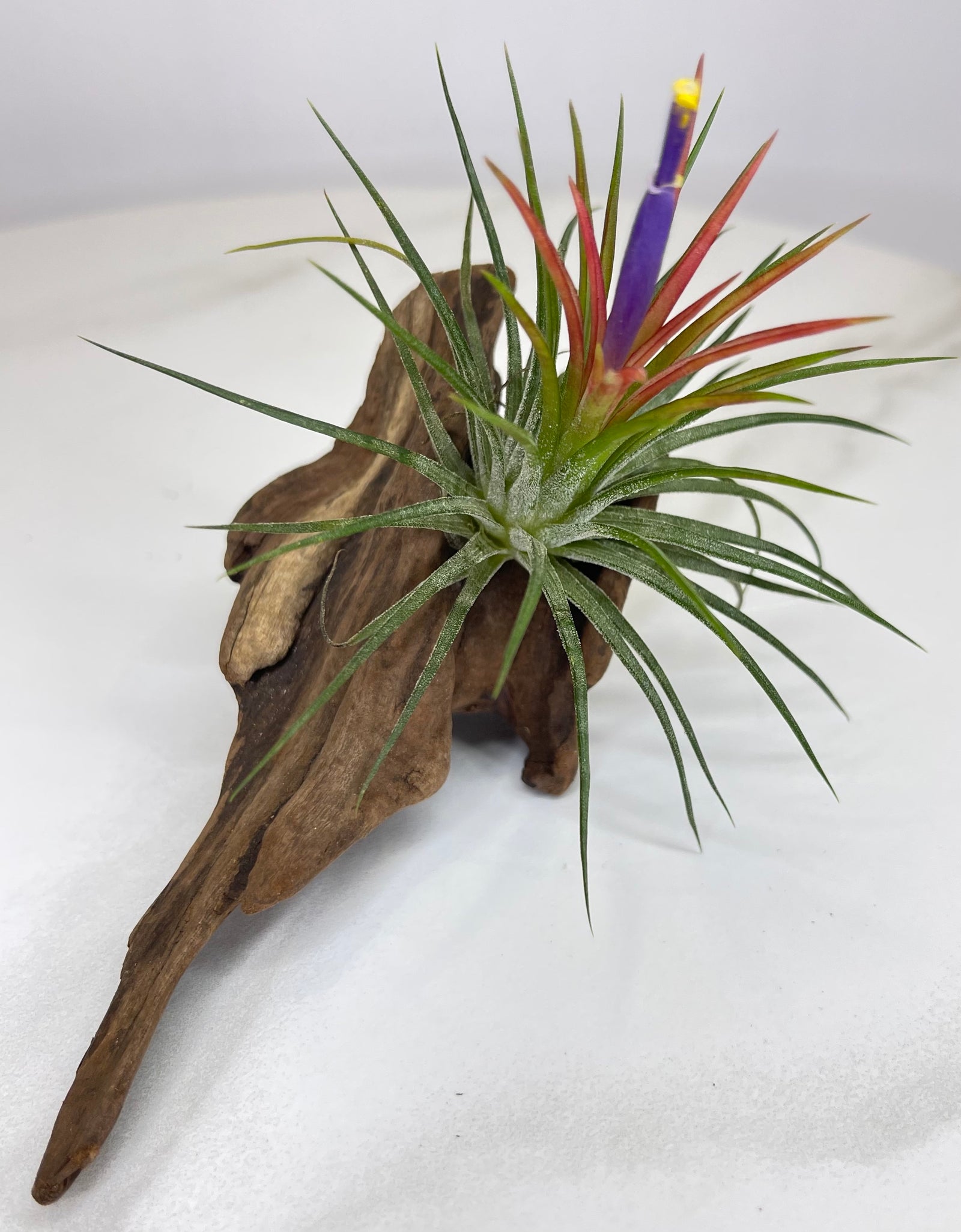 Rainbow Tillandsia On Wood