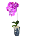 Single Purple Phalaenopsis Orchid in Tall ceramic pot