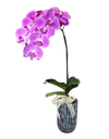 Single Purple Phalaenopsis Orchid in Tall ceramic pot
