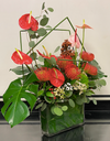 Anthurium Tropical Paradise (Large)