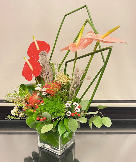 Anthurium Tropical Paradise (Medium)