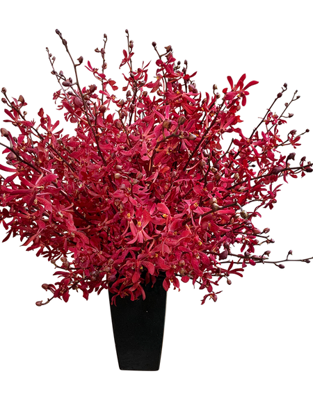 Exotic Deluxe Red Mokara (Orchid )