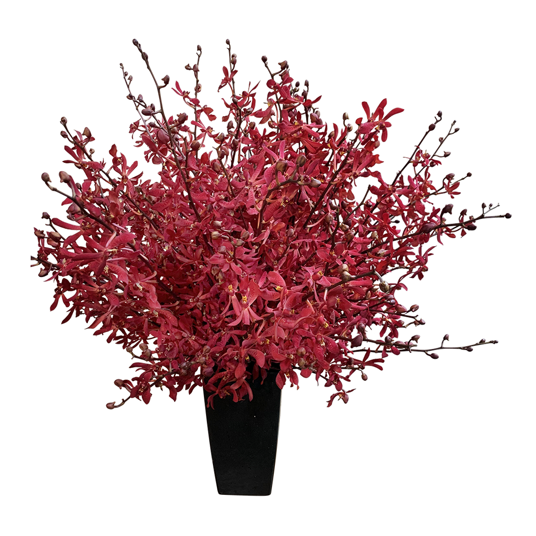 Exotic Deluxe Red Mokara (Orchid )